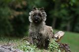 CAIRN TERRIER 398